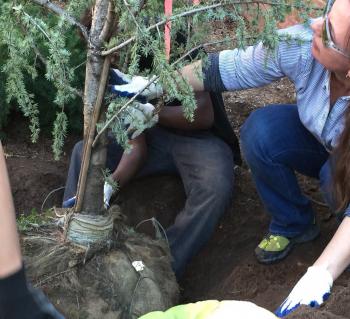  Sheila Umlauf at the Fall 2015 Yale Employee Milestone Tree Planting Ceremony)